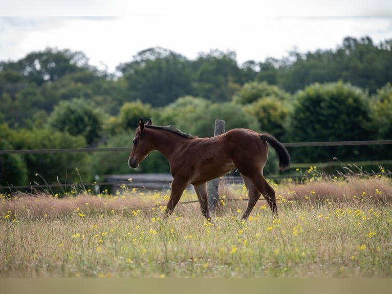 American Quarter Horse Hengst Fohlen (06/2024) 155 cm Brauner in Montigny sur avre