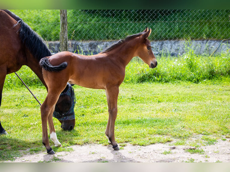 American Quarter Horse Hengst Fohlen (06/2024) 155 cm Brauner in Montigny sur avre