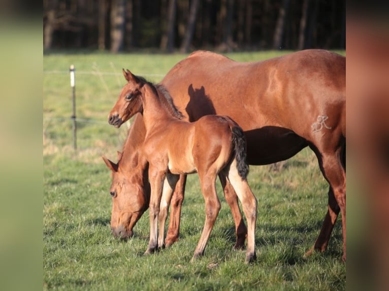 American Quarter Horse Hengst  155 cm Brauner in Marklohe