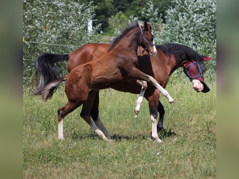 American Quarter Horse Hengst Fohlen (02/2026) 155 cm Brauner in Bad Abbach