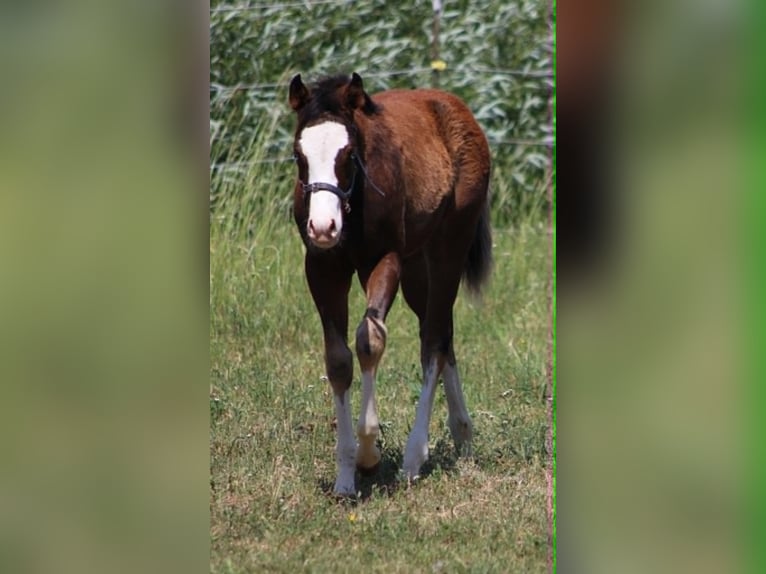 American Quarter Horse Hengst Fohlen (02/2026) 155 cm Brauner in Bad Abbach