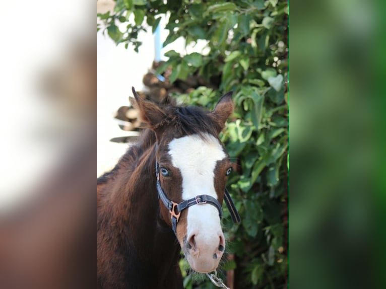 American Quarter Horse Hengst Fohlen (02/2026) 155 cm Brauner in Bad Abbach
