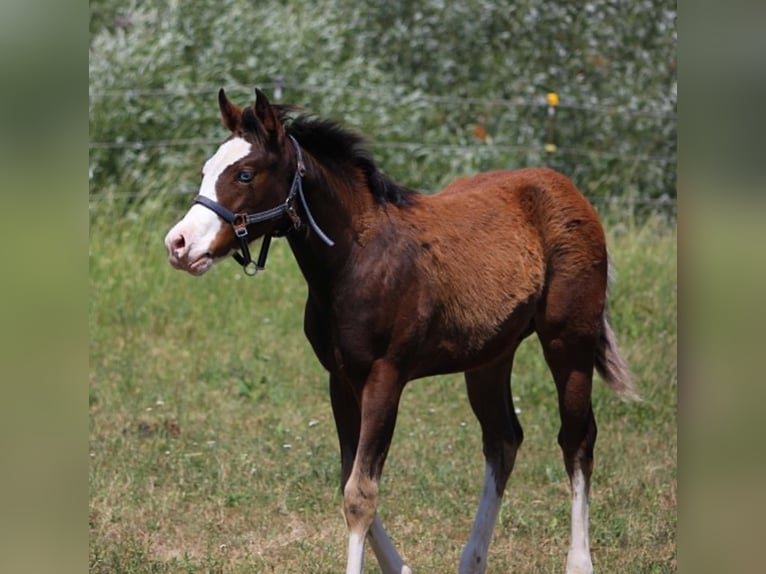 American Quarter Horse Hengst Fohlen (02/2026) 155 cm Brauner in Bad Abbach