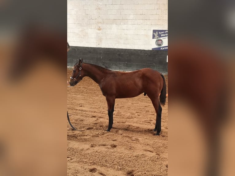 American Quarter Horse Hengst Fohlen (05/2025) 155 cm Brauner in Beelitz