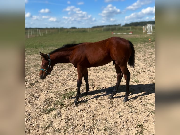 American Quarter Horse Hengst Fohlen (05/2025) 155 cm Brauner in Beelitz