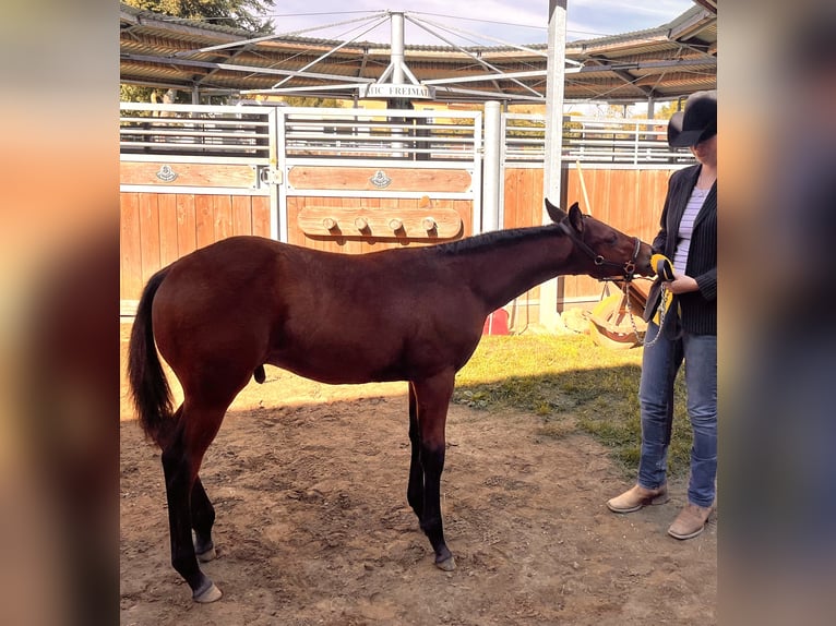 American Quarter Horse Hengst Fohlen (05/2025) 155 cm Brauner in Beelitz