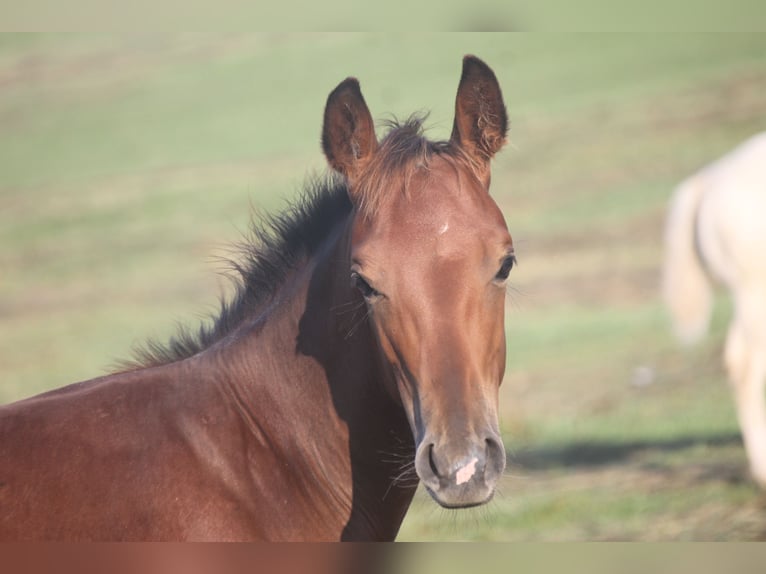 American Quarter Horse Hengst Fohlen (04/2025) 155 cm Brauner in Haigerloch