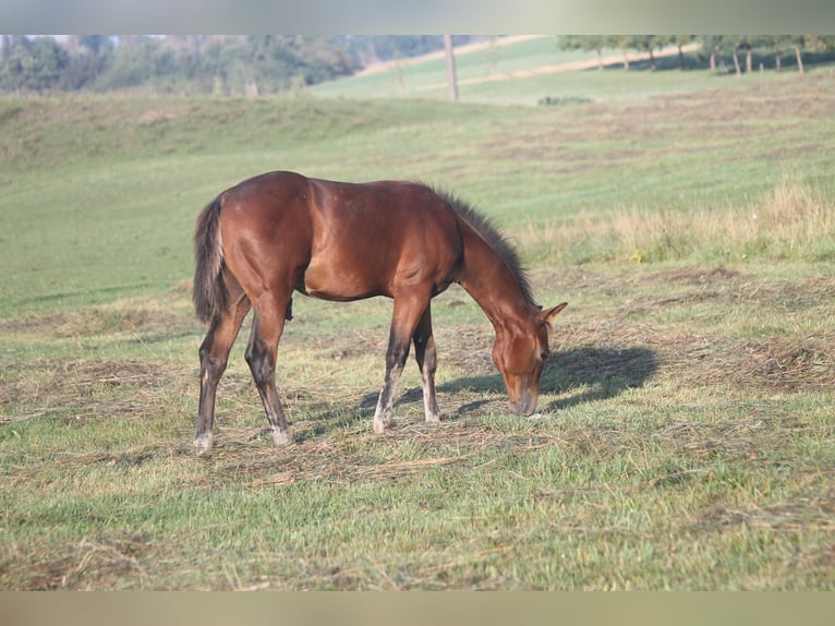 American Quarter Horse Hengst Fohlen (04/2025) 155 cm Brauner in Haigerloch