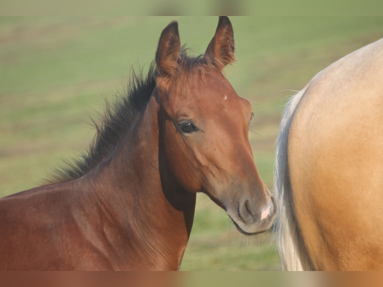 American Quarter Horse Hengst Fohlen (04/2025) 155 cm Brauner in Haigerloch