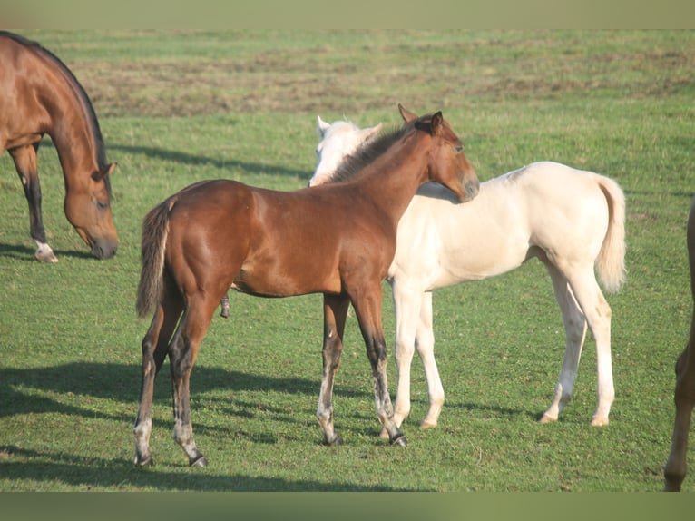 American Quarter Horse Hengst Fohlen (04/2025) 155 cm Brauner in Haigerloch