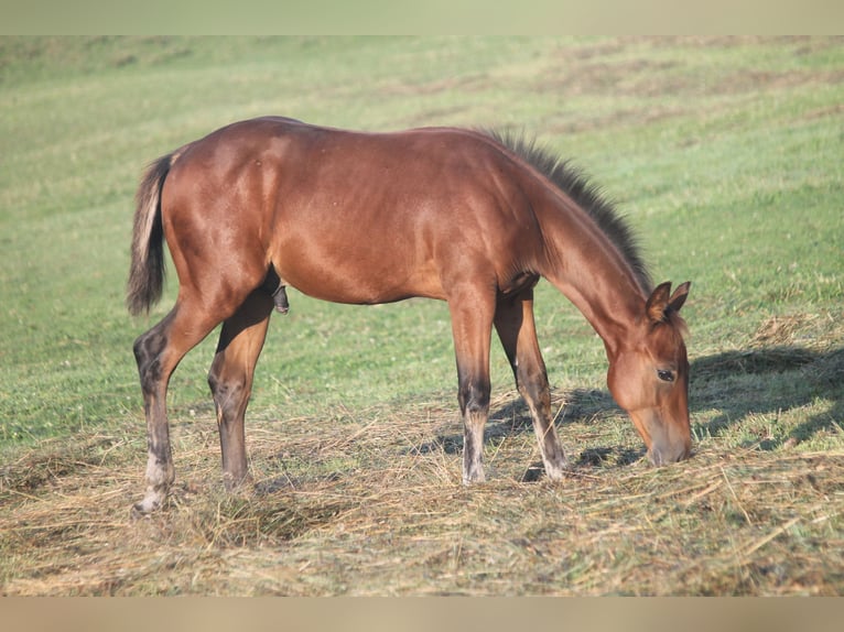 American Quarter Horse Hengst Fohlen (04/2025) 155 cm Brauner in Haigerloch