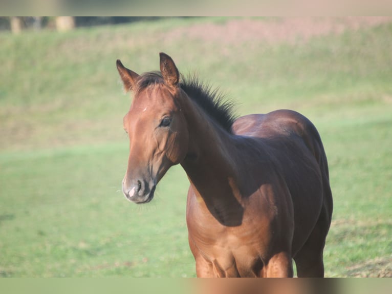 American Quarter Horse Hengst Fohlen (04/2025) 155 cm Brauner in Haigerloch