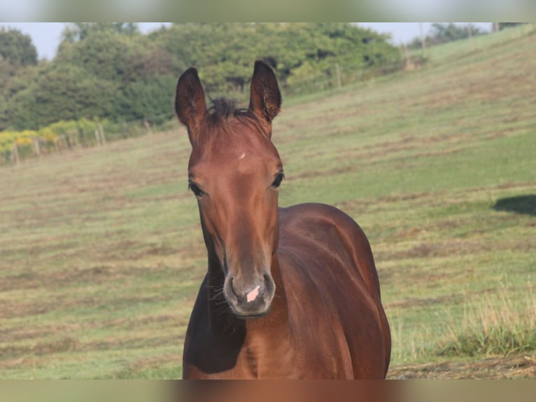 American Quarter Horse Hengst Fohlen (04/2025) 155 cm Brauner in Haigerloch