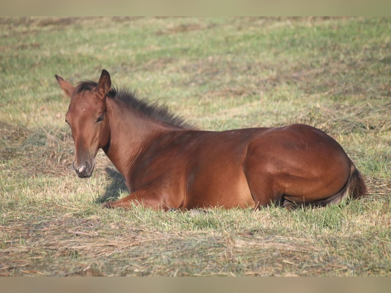 American Quarter Horse Hengst Fohlen (04/2025) 155 cm Brauner in Haigerloch