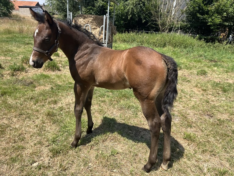 American Quarter Horse Hengst  155 cm Brauner in Gangelt