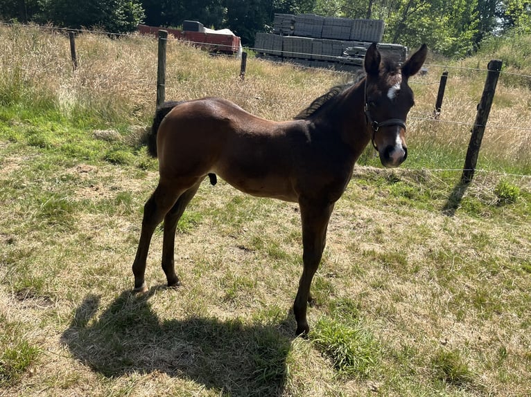 American Quarter Horse Hengst  155 cm Brauner in Gangelt