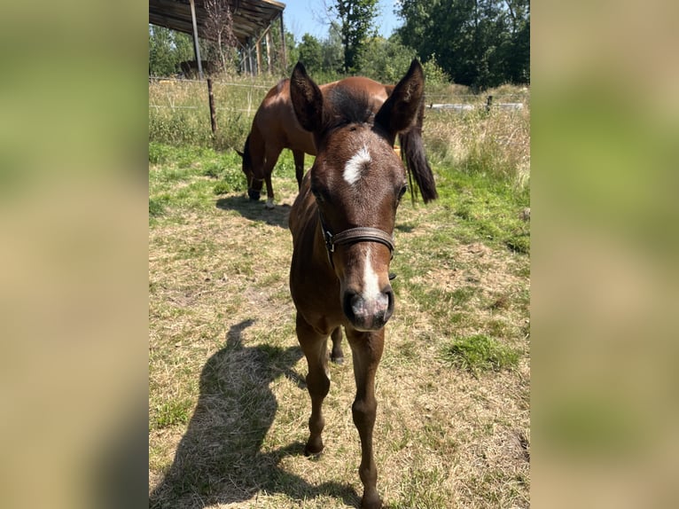 American Quarter Horse Hengst  155 cm Brauner in Gangelt