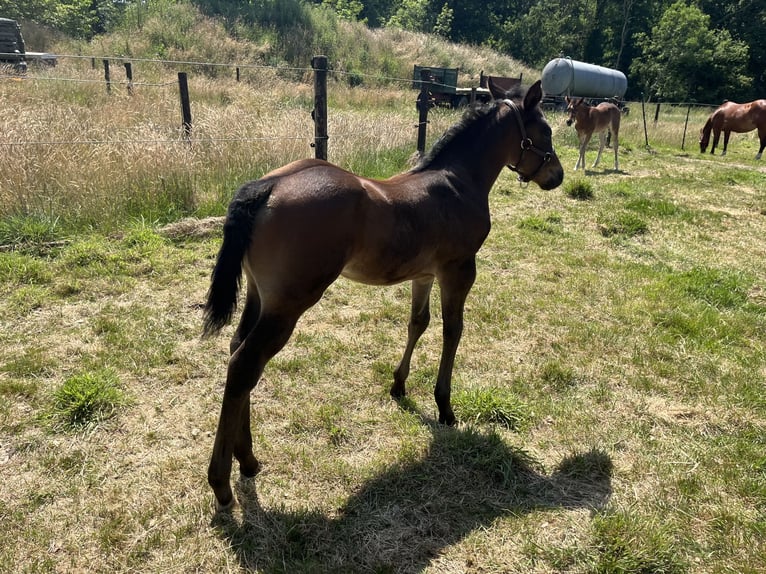 American Quarter Horse Hengst  155 cm Brauner in Gangelt