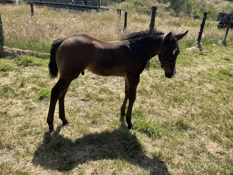 American Quarter Horse Hengst  155 cm Brauner in Gangelt