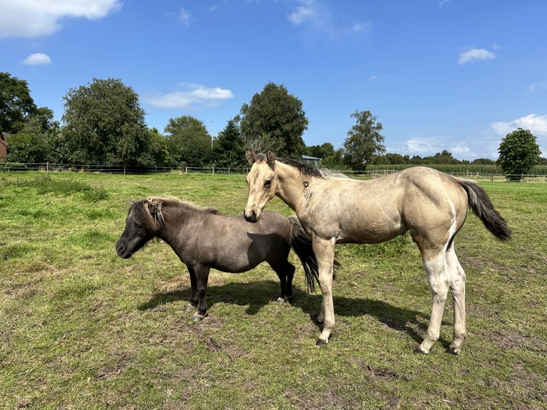American Quarter Horse Hengst Fohlen (05/2025) 155 cm Buckskin in Detern