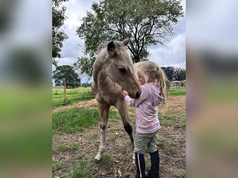 American Quarter Horse Hengst Fohlen (05/2025) 155 cm Buckskin in Detern