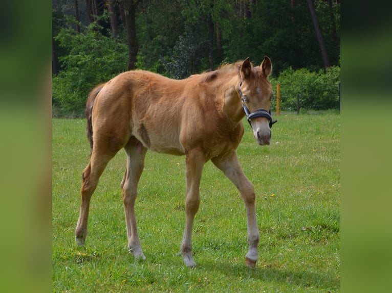 American Quarter Horse Hengst Fohlen (02/2026) 155 cm Champagne in Nordhorn