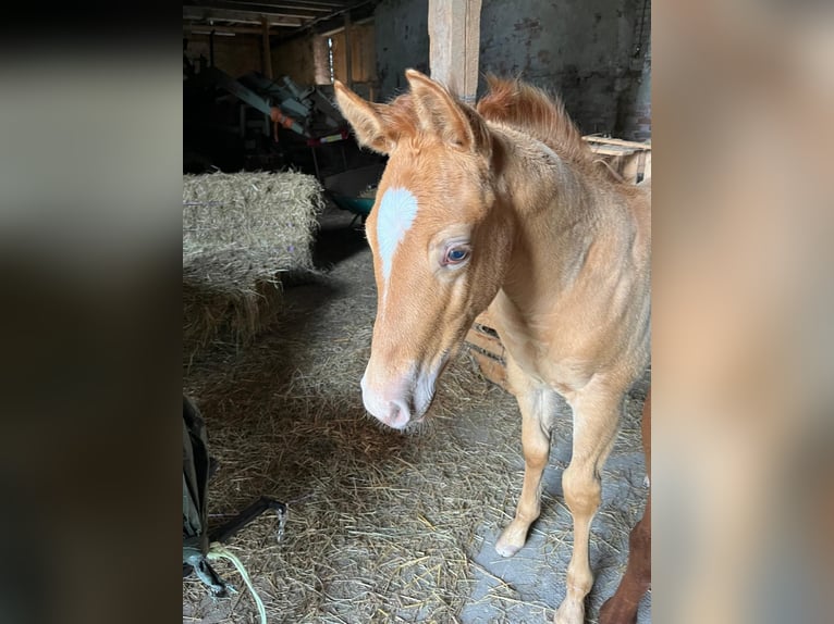 American Quarter Horse Hengst Fohlen (04/2025) 155 cm Champagne in Burgheim
