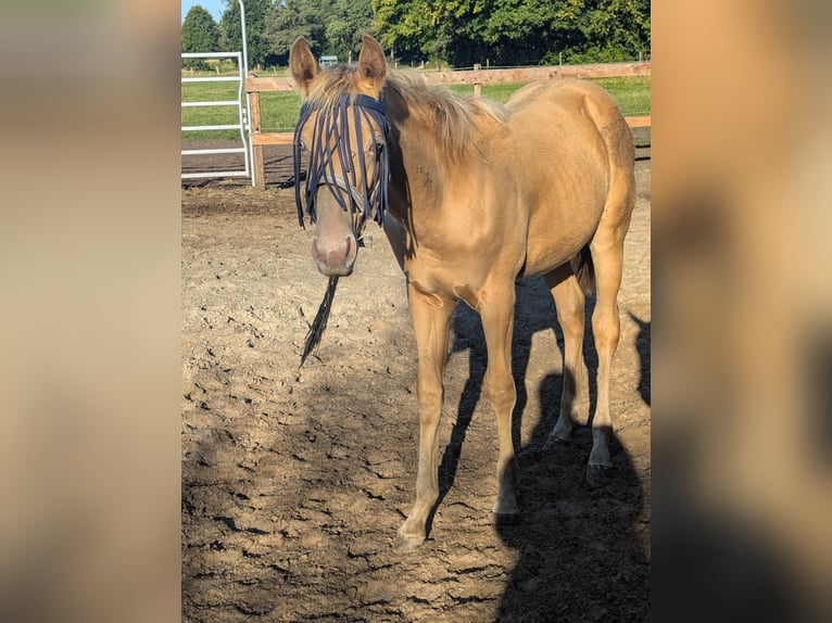 American Quarter Horse Hengst Fohlen (02/2026) 155 cm Champagne in Uplengen