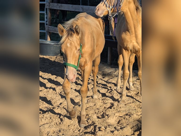 American Quarter Horse Hengst Fohlen (02/2026) 155 cm Champagne in Uplengen