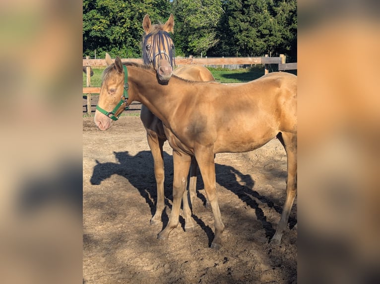 American Quarter Horse Hengst Fohlen (02/2026) 155 cm Champagne in Uplengen
