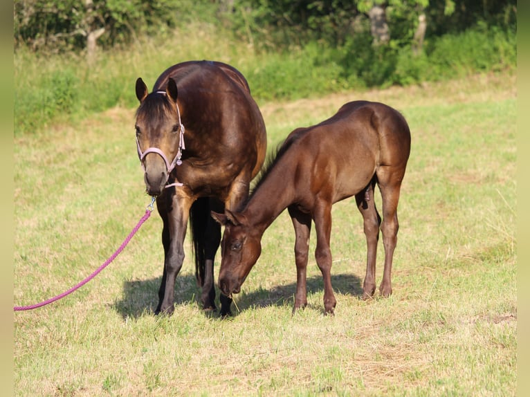 American Quarter Horse Hengst Fohlen (04/2026) 155 cm Dunkelbrauner in Rosenfeld