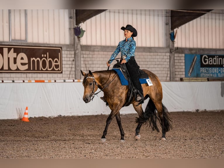 American Quarter Horse Hengst Fohlen (04/2026) 155 cm Dunkelbrauner in Rosenfeld
