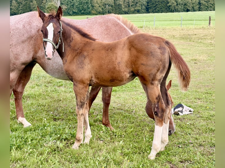 American Quarter Horse Hengst Fohlen (04/2026) 155 cm Dunkelfuchs in Helmbrechts