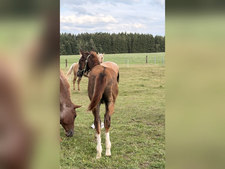 American Quarter Horse Hengst Fohlen (04/2026) 155 cm Dunkelfuchs in Helmbrechts
