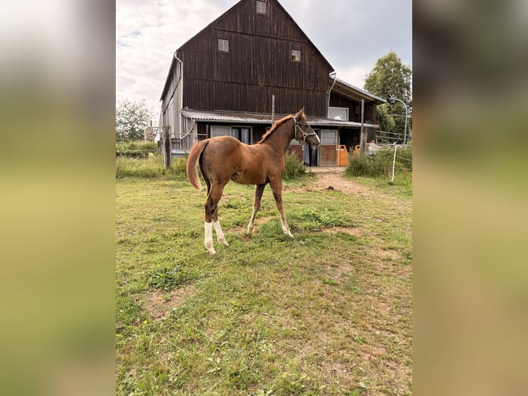American Quarter Horse Hengst Fohlen (04/2026) 155 cm Dunkelfuchs in Helmbrechts