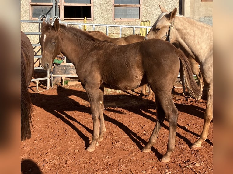 American Quarter Horse Hengst Fohlen (05/2025) 155 cm Dunkelfuchs in Gemmingen