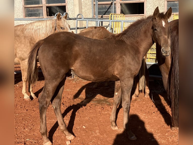 American Quarter Horse Hengst Fohlen (05/2025) 155 cm Dunkelfuchs in Gemmingen
