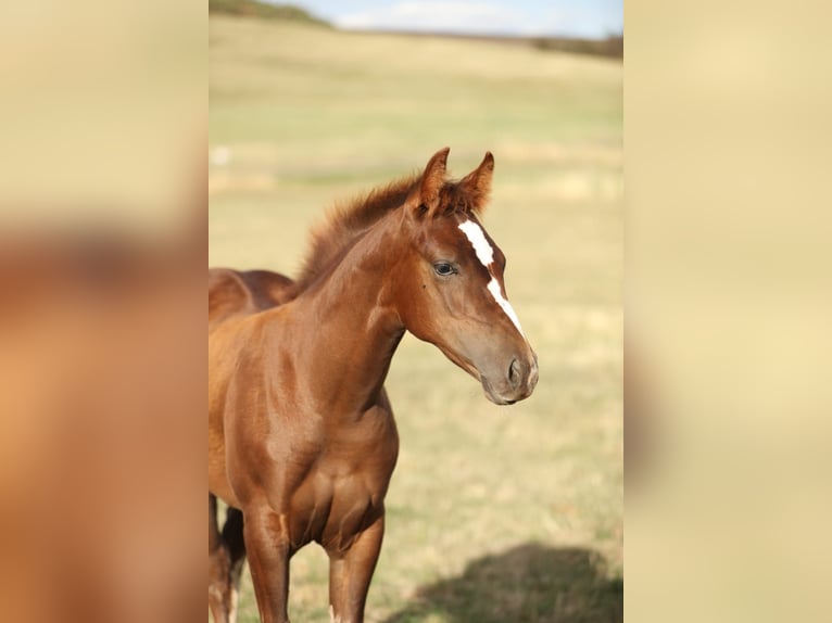 American Quarter Horse Hengst Fohlen (05/2026) 155 cm Dunkelfuchs in Baumholder