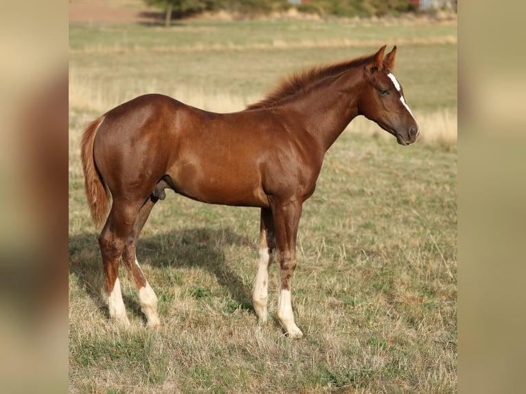 American Quarter Horse Hengst Fohlen (05/2026) 155 cm Dunkelfuchs in Baumholder