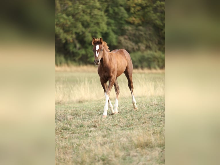 American Quarter Horse Hengst Fohlen (05/2026) 155 cm Dunkelfuchs in Baumholder