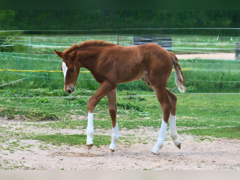 American Quarter Horse Hengst  155 cm Dunkelfuchs in Schwabach