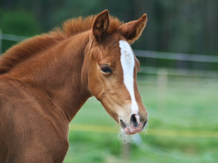 American Quarter Horse Hengst  155 cm Dunkelfuchs in Schwabach
