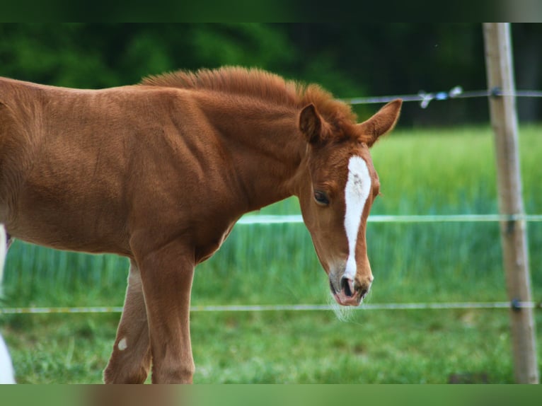 American Quarter Horse Hengst  155 cm Dunkelfuchs in Schwabach