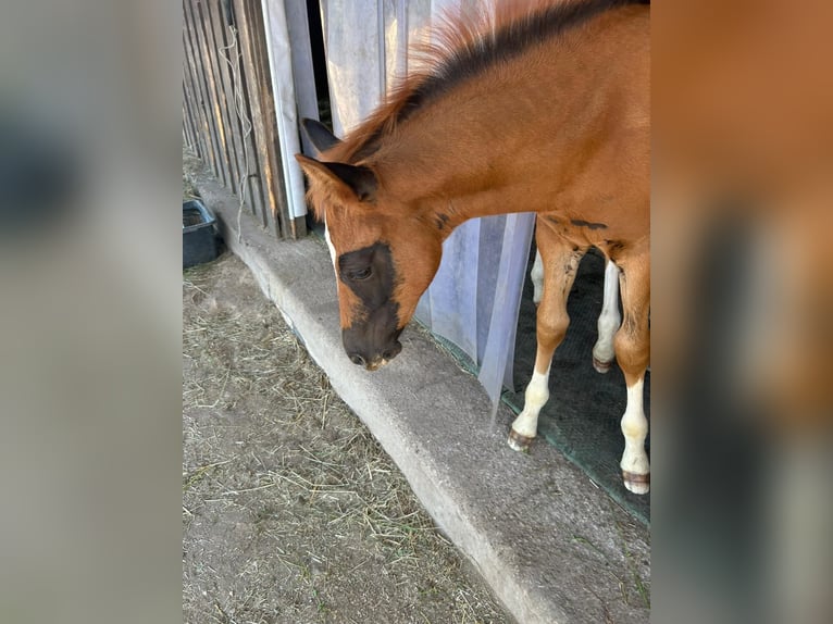 American Quarter Horse Hengst  155 cm Dunkelfuchs in Schwabach