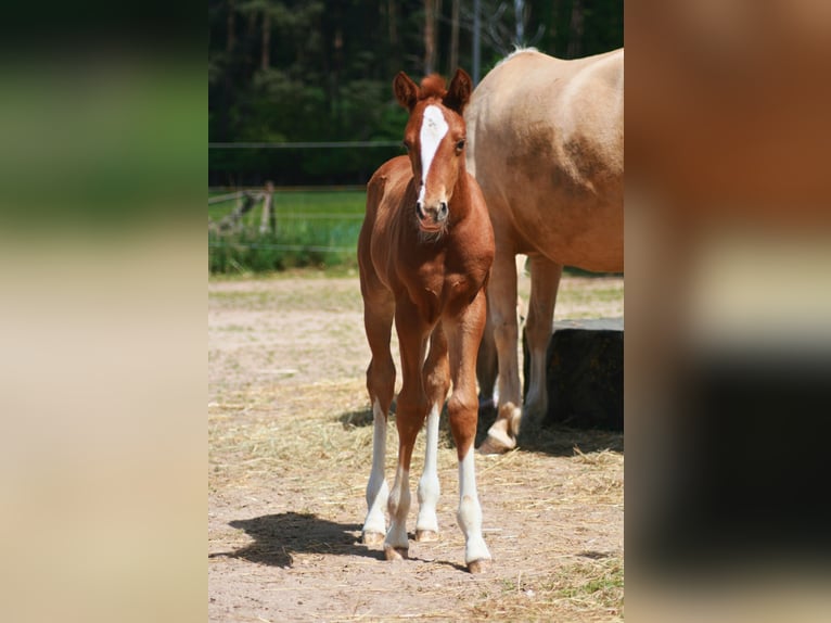 American Quarter Horse Hengst  155 cm Dunkelfuchs in Schwabach