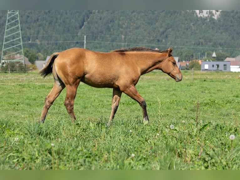 American Quarter Horse Hengst Fohlen (05/2025) 155 cm Falbe in Arnoldstein American Quarter Horse Hengst Fohlen (05/2025) 155 cm Falbe in Arnoldstein