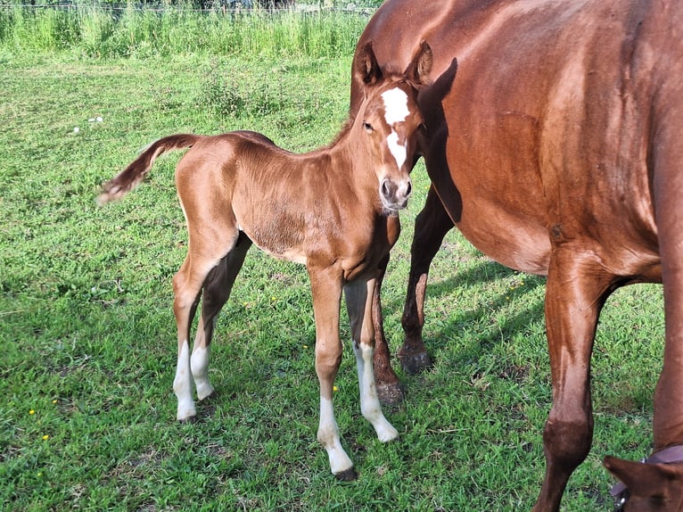 American Quarter Horse Hengst Fohlen (05/2026) 155 cm Fuchs in Baumholder