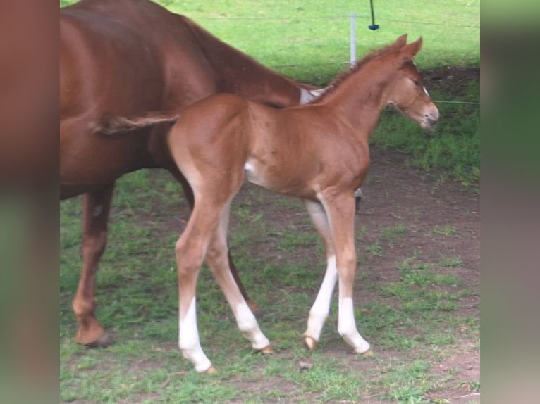 American Quarter Horse Hengst Fohlen (05/2026) 155 cm Fuchs in Baumholder