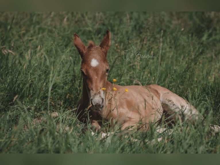 American Quarter Horse Hengst  155 cm Fuchs in Modautal