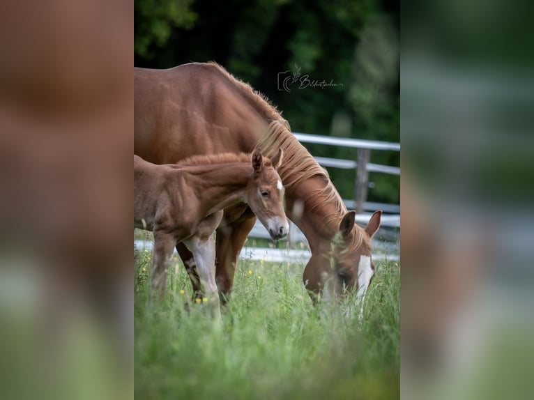 American Quarter Horse Hengst  155 cm Fuchs in Modautal